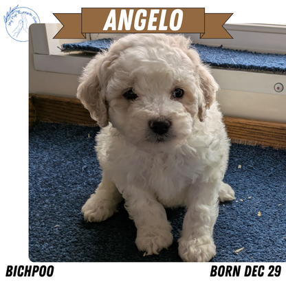 BICHPOO (12/29) MALE