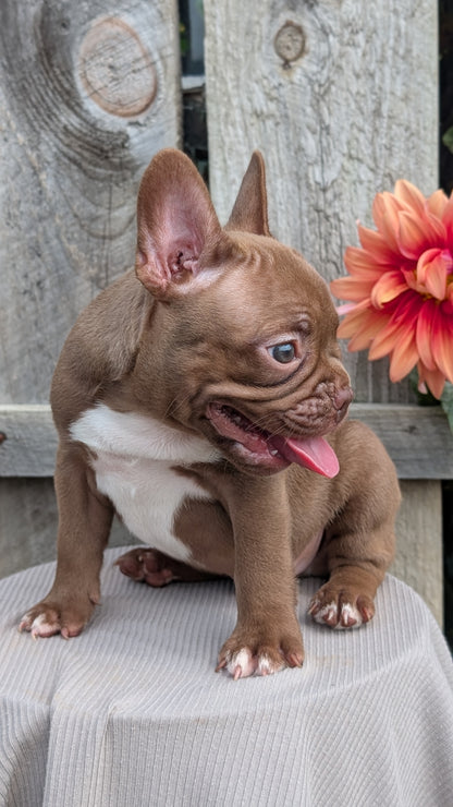FRENCHTON (JUL 14) 2 MALES/1 FEMALE