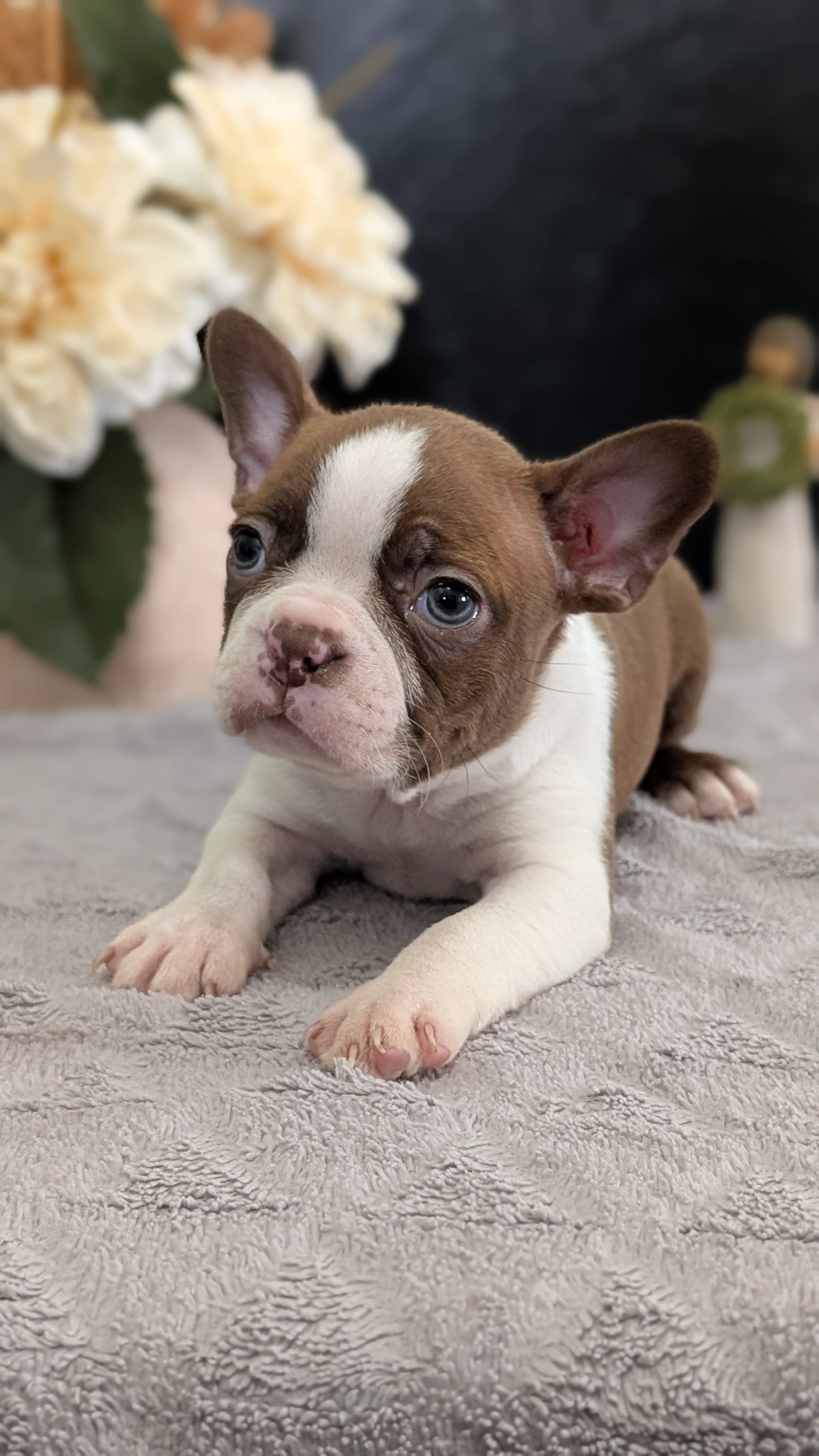 BOSTON TERRIER (FEB 09) MALES