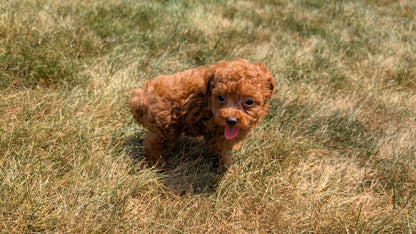 COCKAPOO (05/31) FEMALE