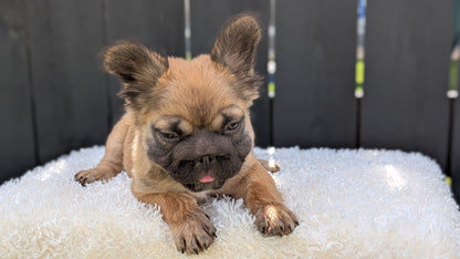 FRENCH BULLDOG (MAY 26) FEMALE