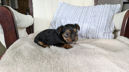 YORKSHIRE TERRIER (02/25) FEMALE