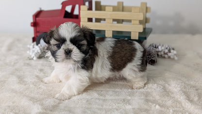 SHIH TZU (DEC 03) FEMALE