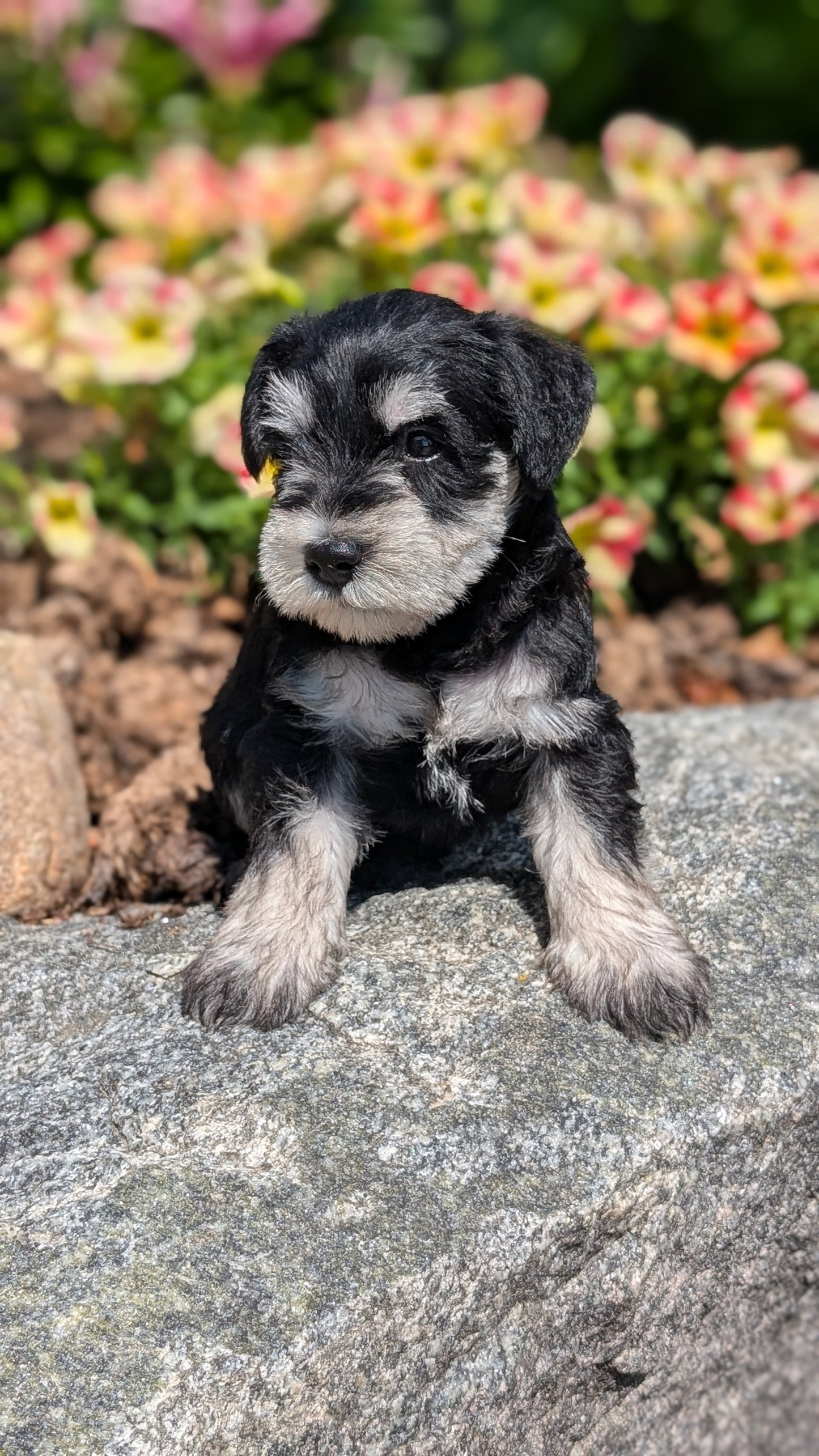 MINI SCHNAUZER (05/29) MALE