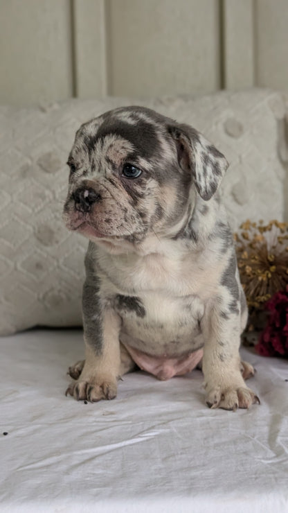FRENCH BULLDOG (MAY 27) MALES