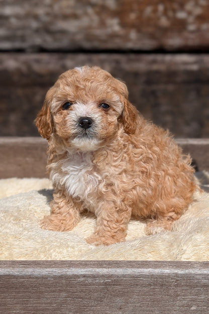 CAVAPOO (MAY 12) MALES