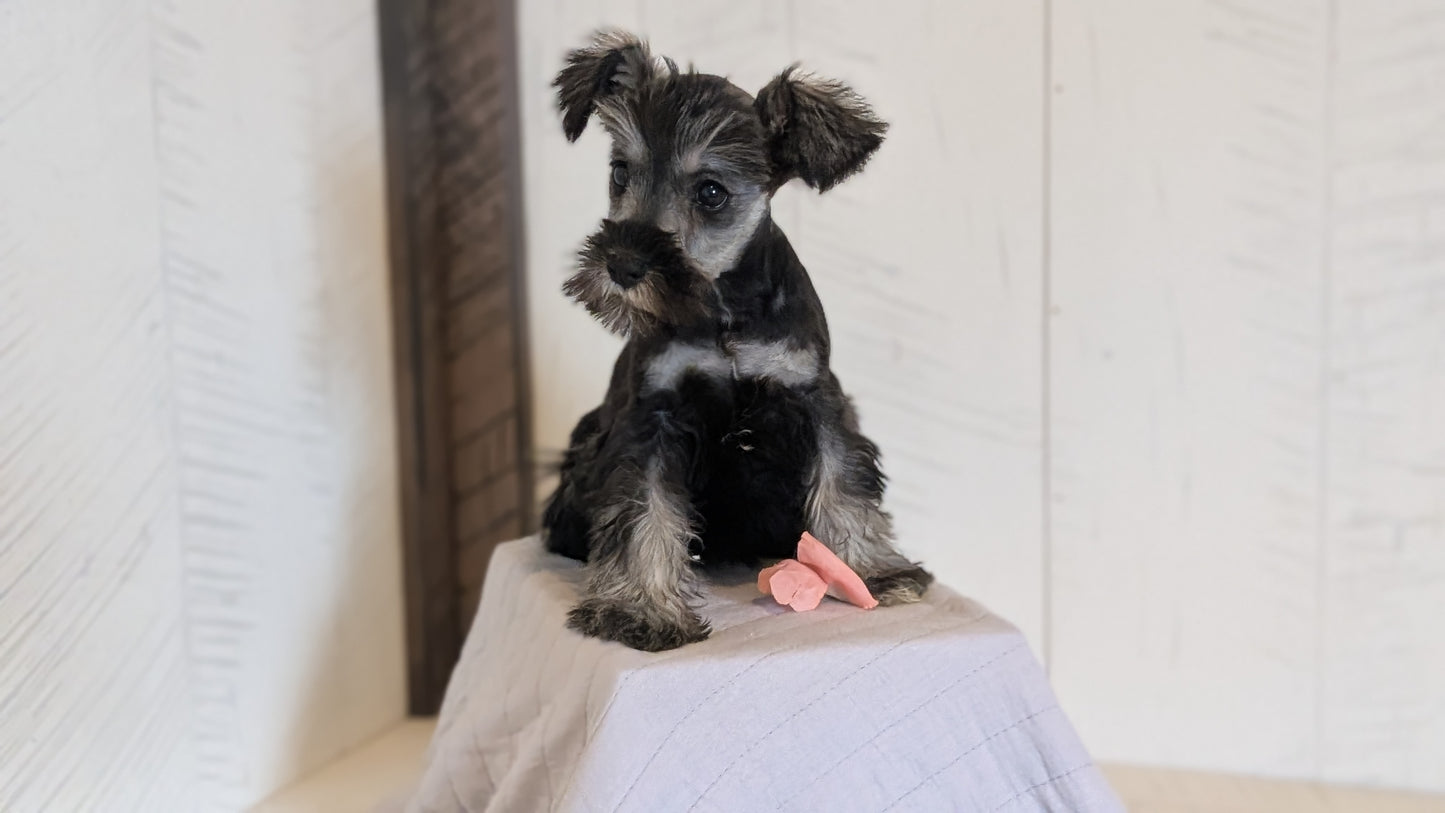 MINI SCHNAUZER (FEB 15) FEMALES