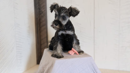 MINI SCHNAUZER (FEB 15) FEMALES