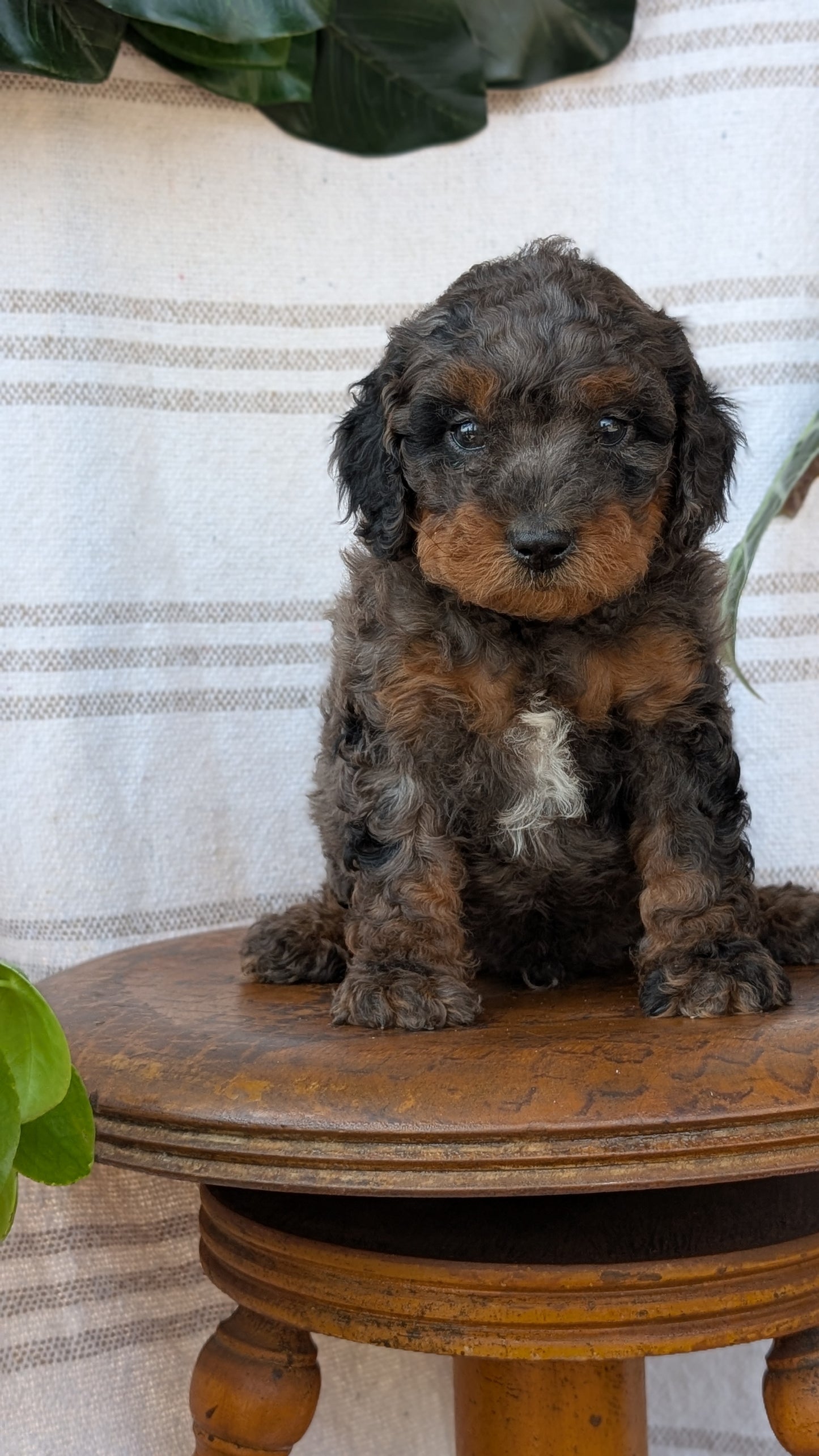CAVAPOO (MAY 23) MALES