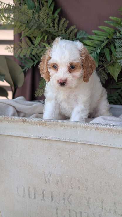 COCKAPOO (MAY 22) FEMALES