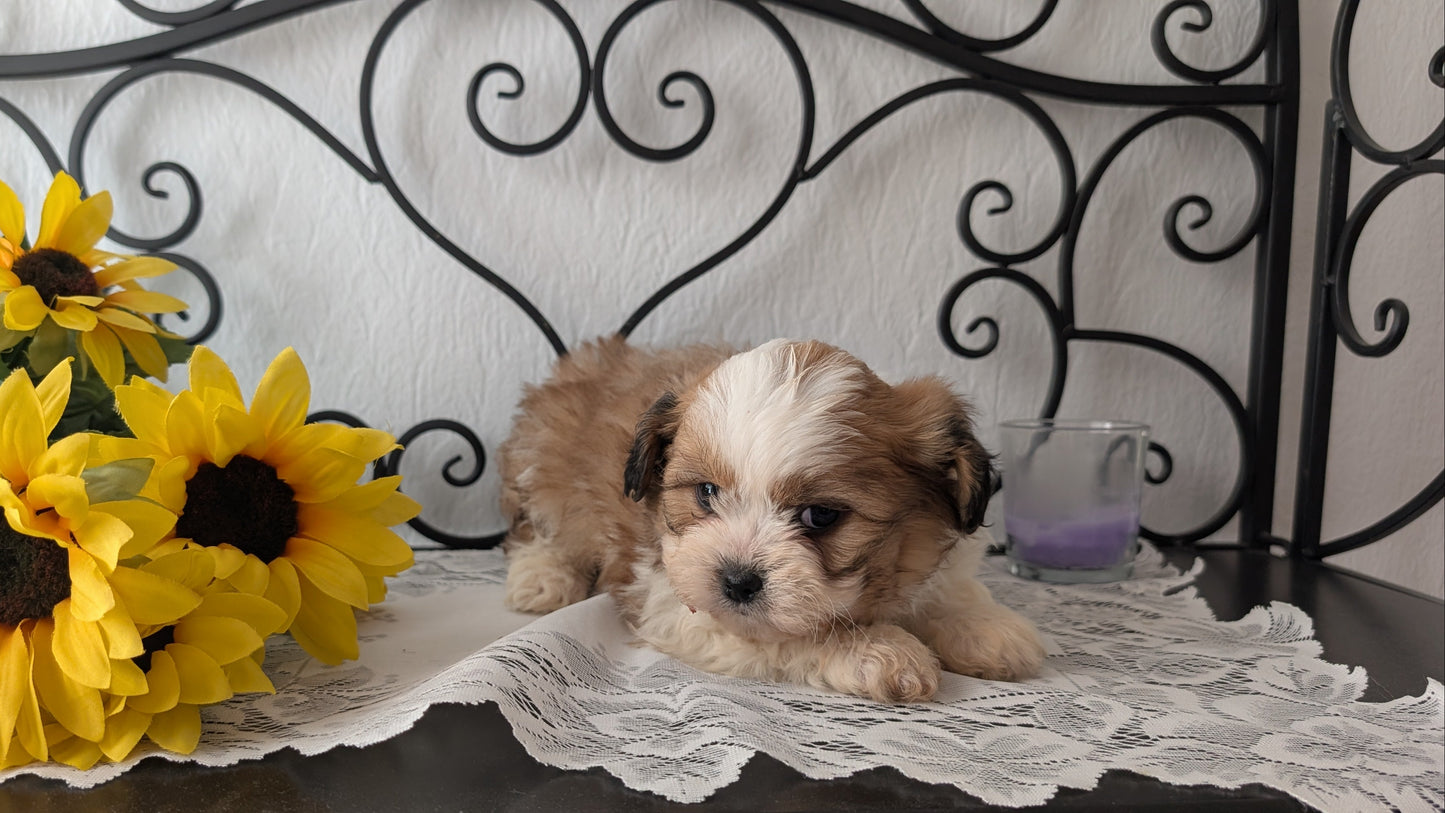 TEDDY BEAR (DEC 07) MALE
