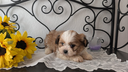 TEDDY BEAR (DEC 07) MALE