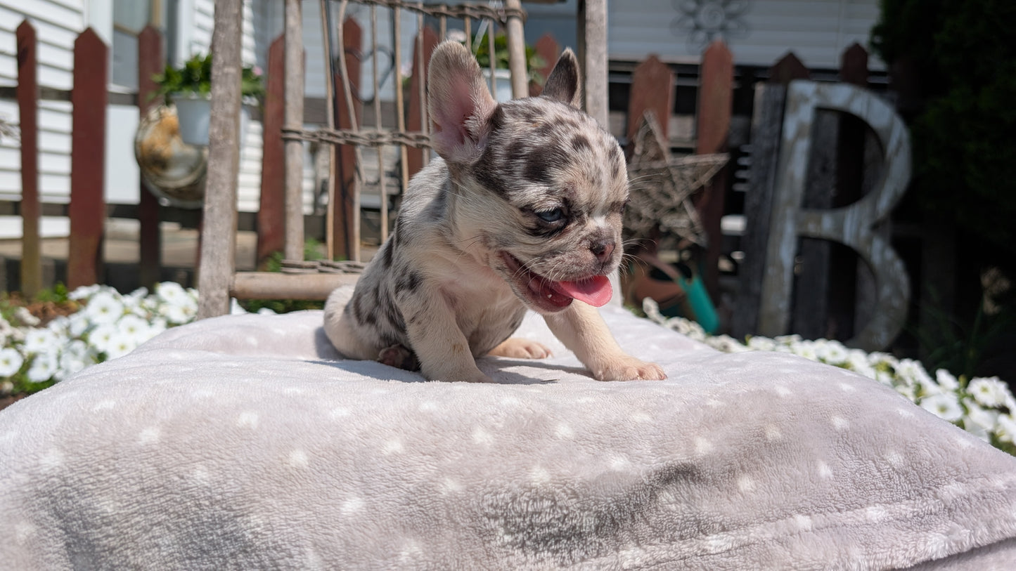 FRENCH BULLDOG (05/16) FEMALE