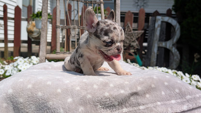 FRENCH BULLDOG (05/16) FEMALE