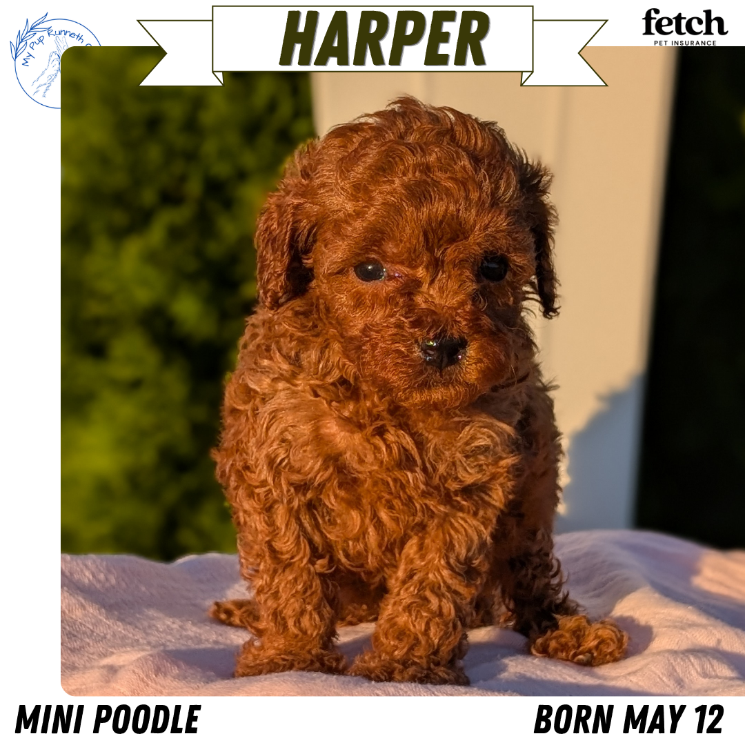MINI POODLE (MAY 12) FEMALES