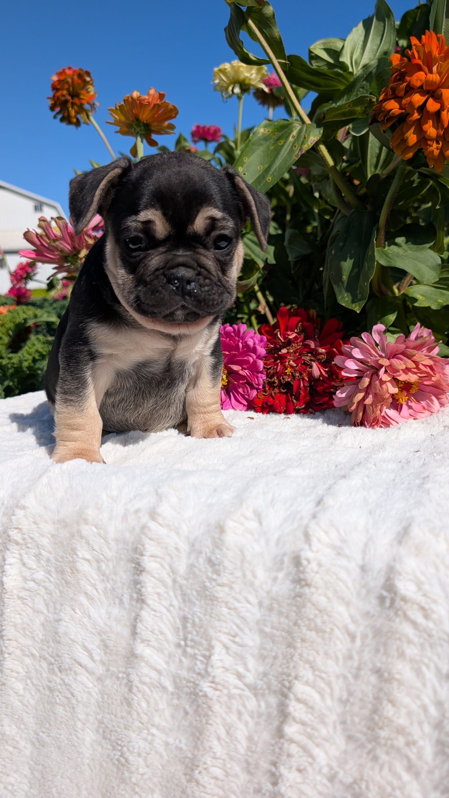 FRENCH BULLDOG (07/08) MALE