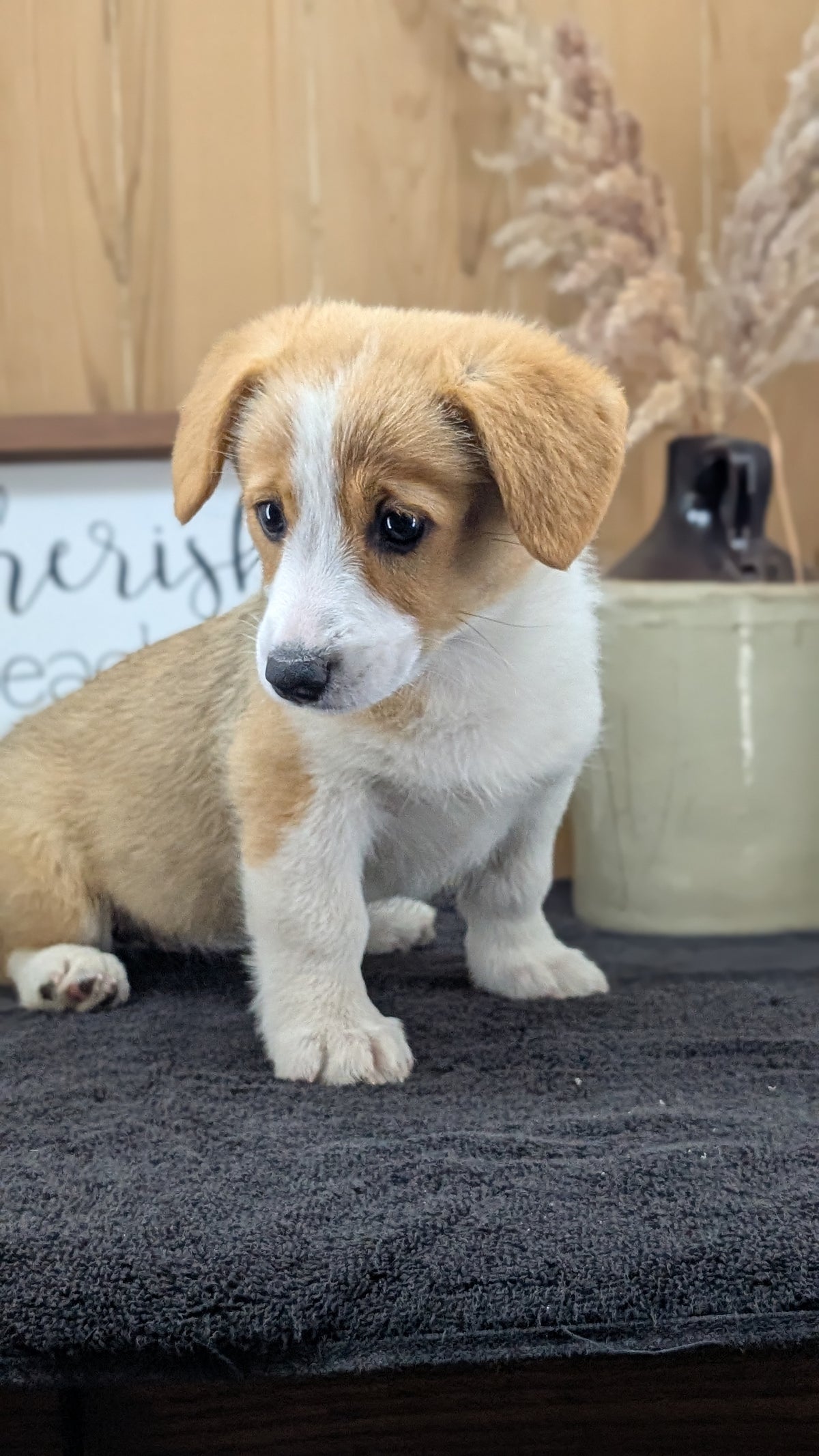 CORGI (JUL 13) 2 FEMALES/3 MALES