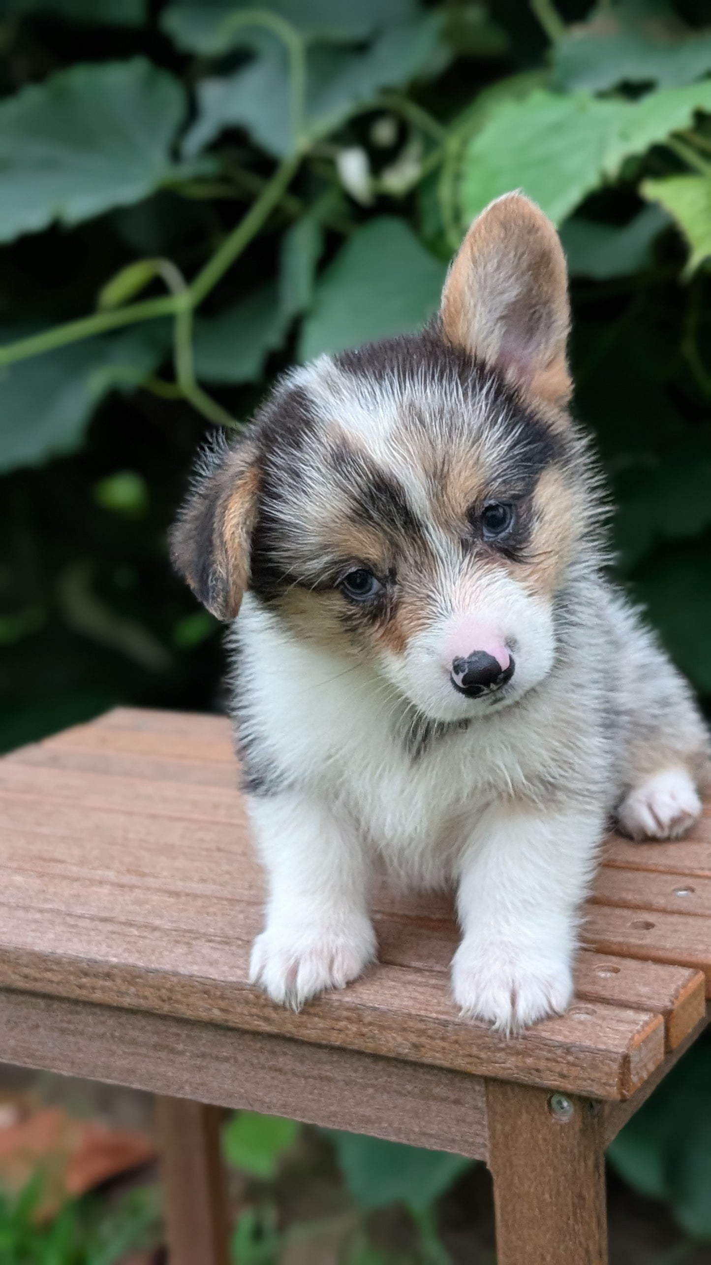 CORGI (JUN 22) MALES