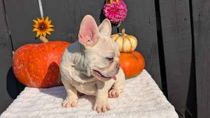 FRENCH BULLDOG (07/08) MALE