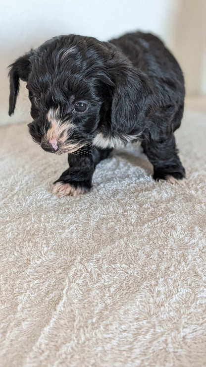 MINI BERNEDOODLE (OCT 15) MALES