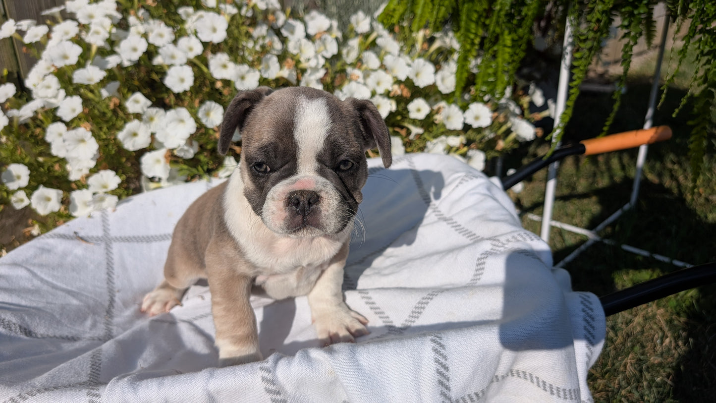 FRENCH BULLDOG (07/03) FEMALE