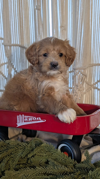 CAVAPOO (NOV 17) MALES