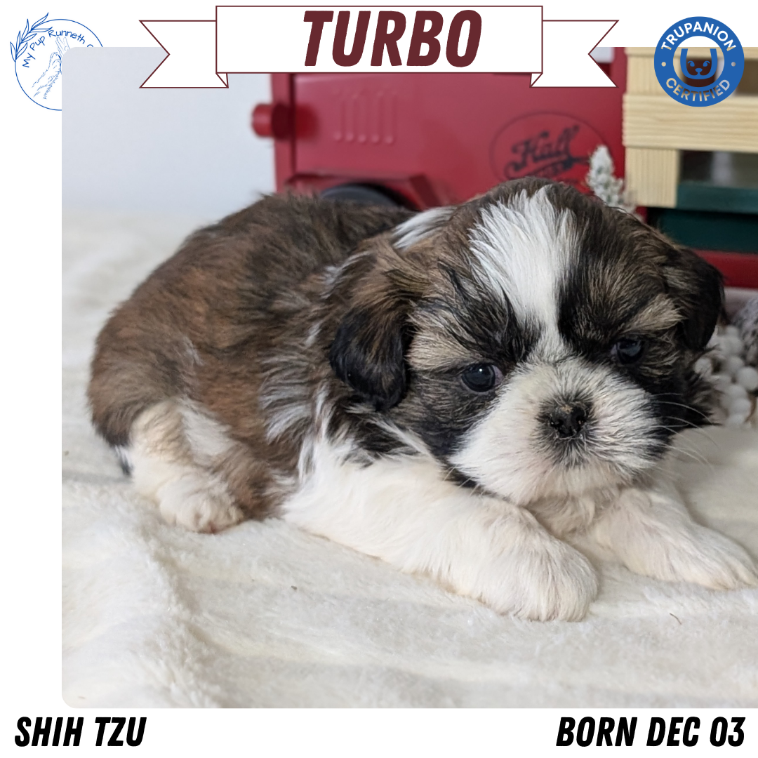 SHIH TZU (DEC 03) MALES