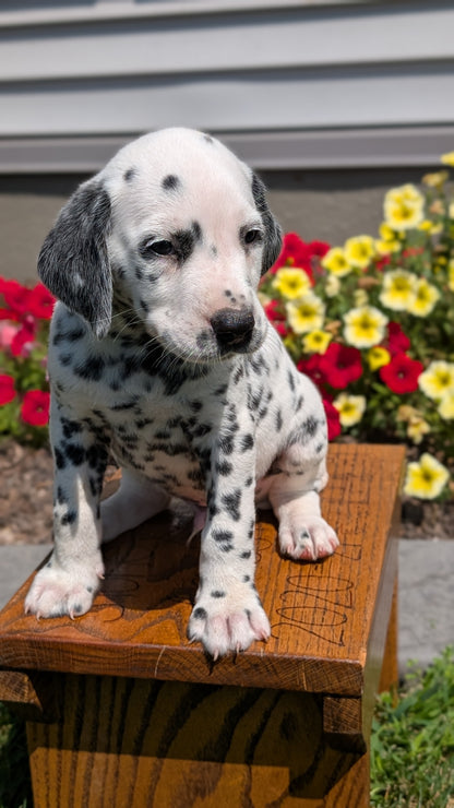 DALMATIAN (JUN 29) MALES