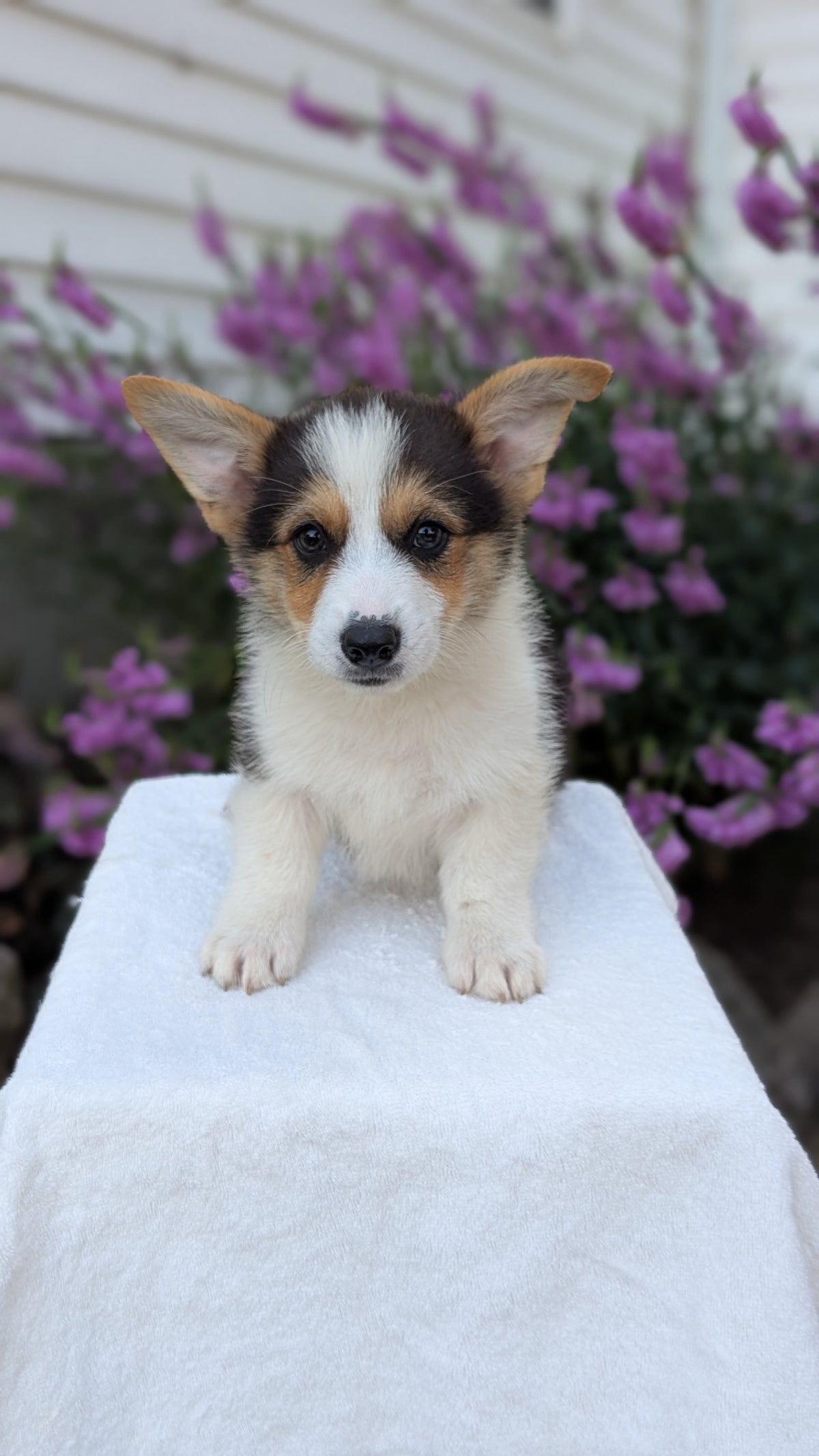 CORGI (JUN 08) MALES