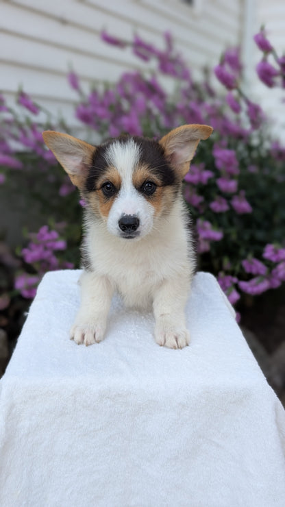 CORGI (JUN 08) MALES
