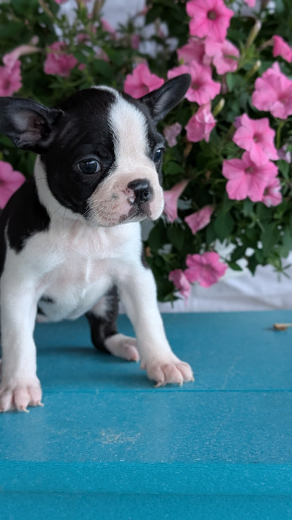 BOSTON TERRIER (06/29) FEMALE