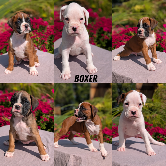 BOXER (08/20) FEMALE