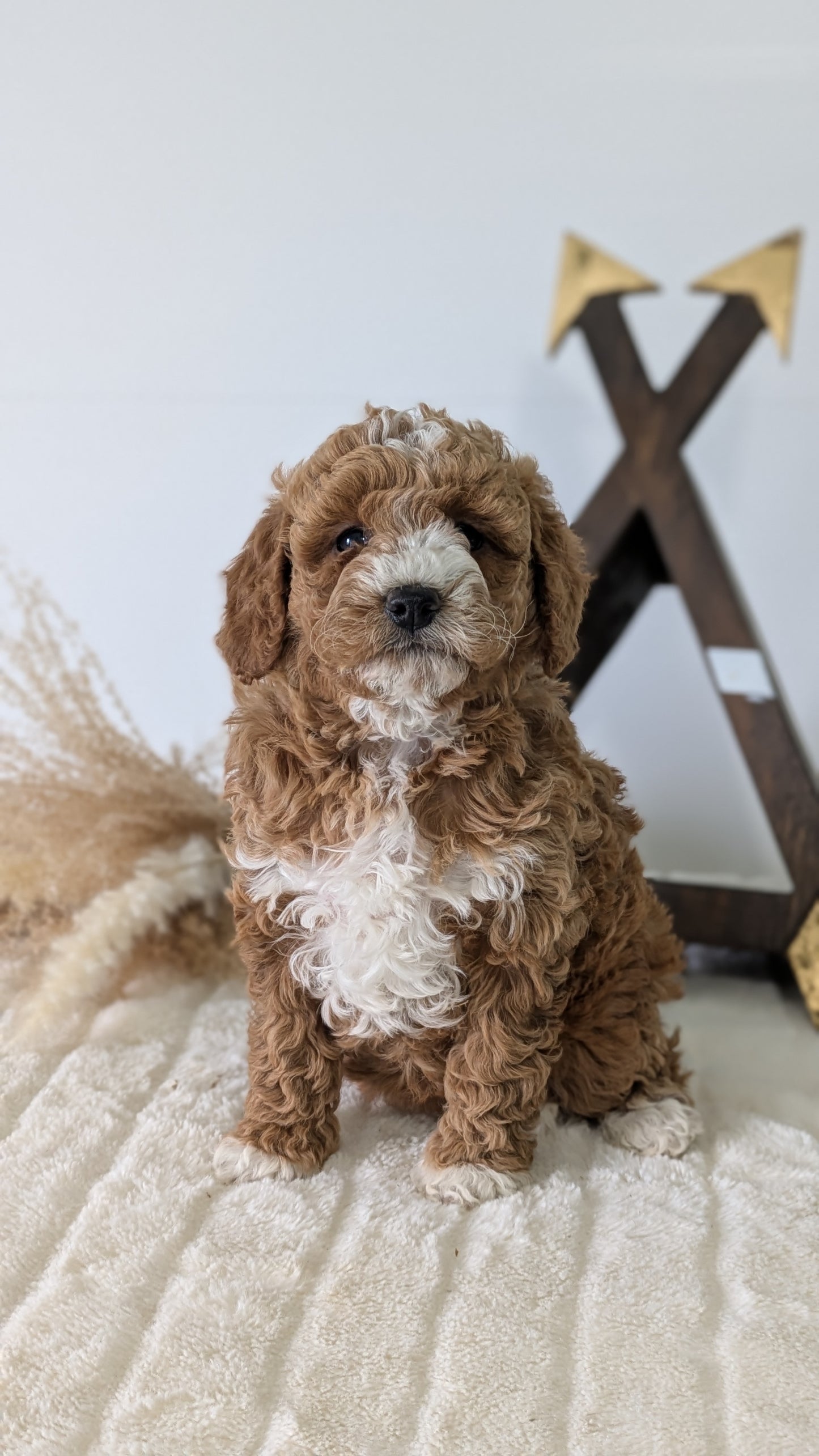 MINI GOLDENDOODLE (03/28) FEMALE