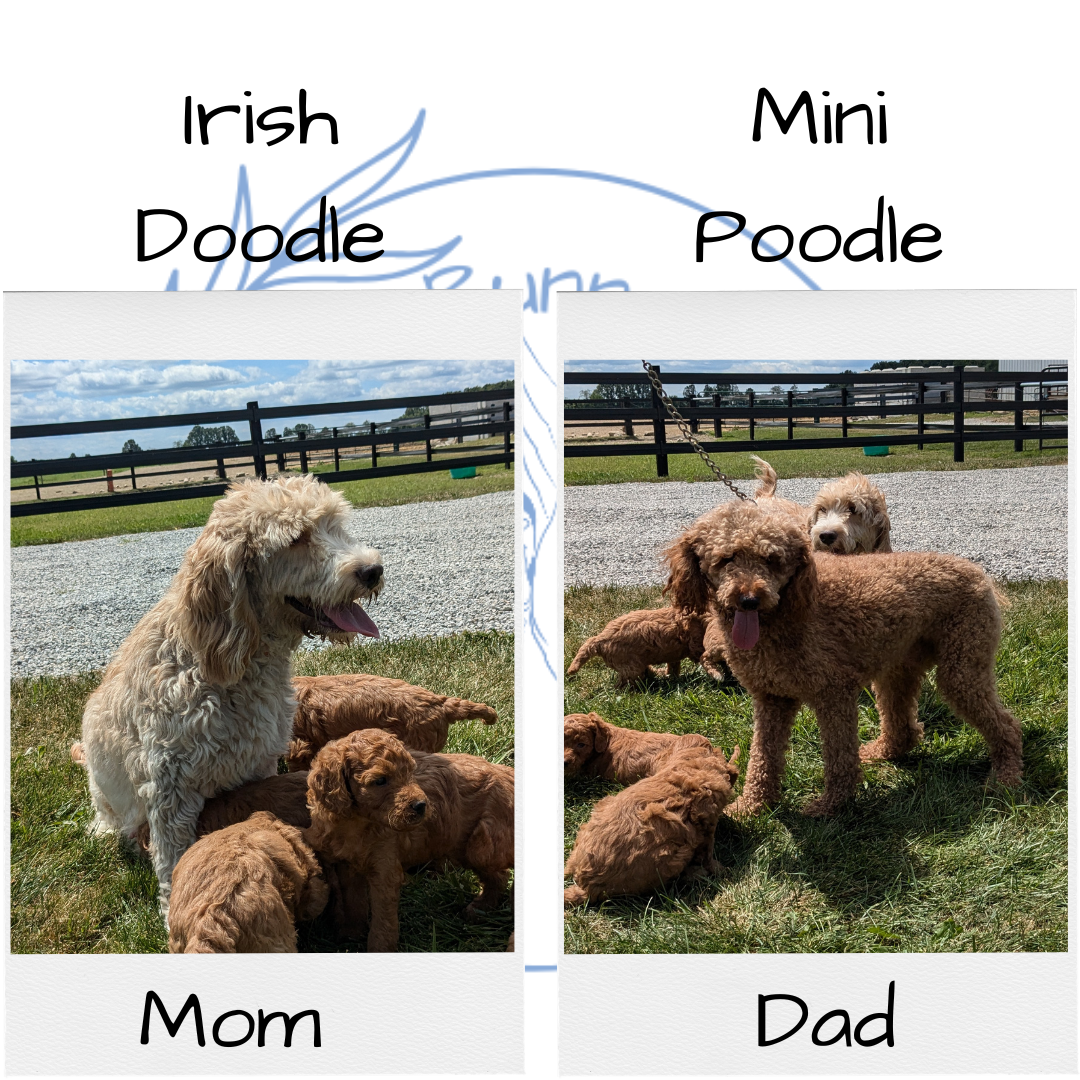 IRISH DOODLE (07/06) MALE – My Pup Runneth Over - Main Image