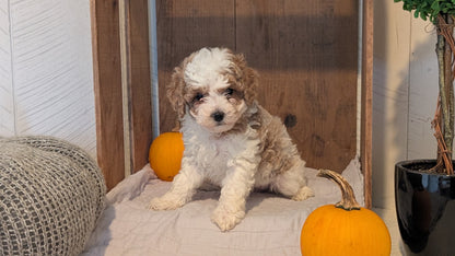 MINI POODLE (AUG 06) 5 FEMALES
