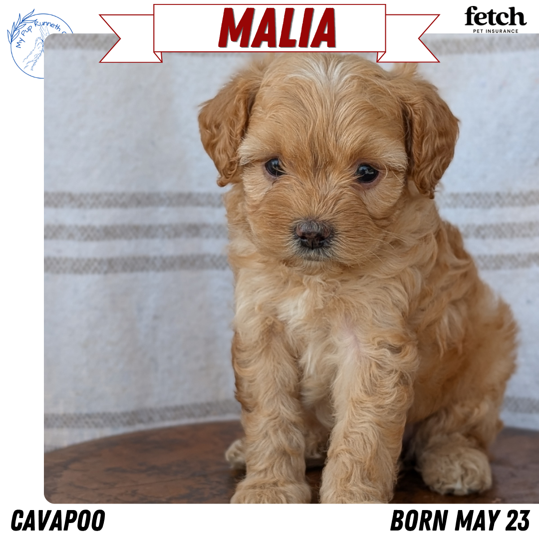 CAVAPOO (MAY 23) FEMALES
