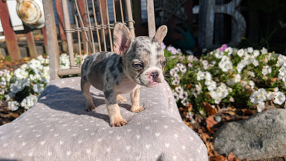 FRENCH BULLDOG (07/29) FEMALE