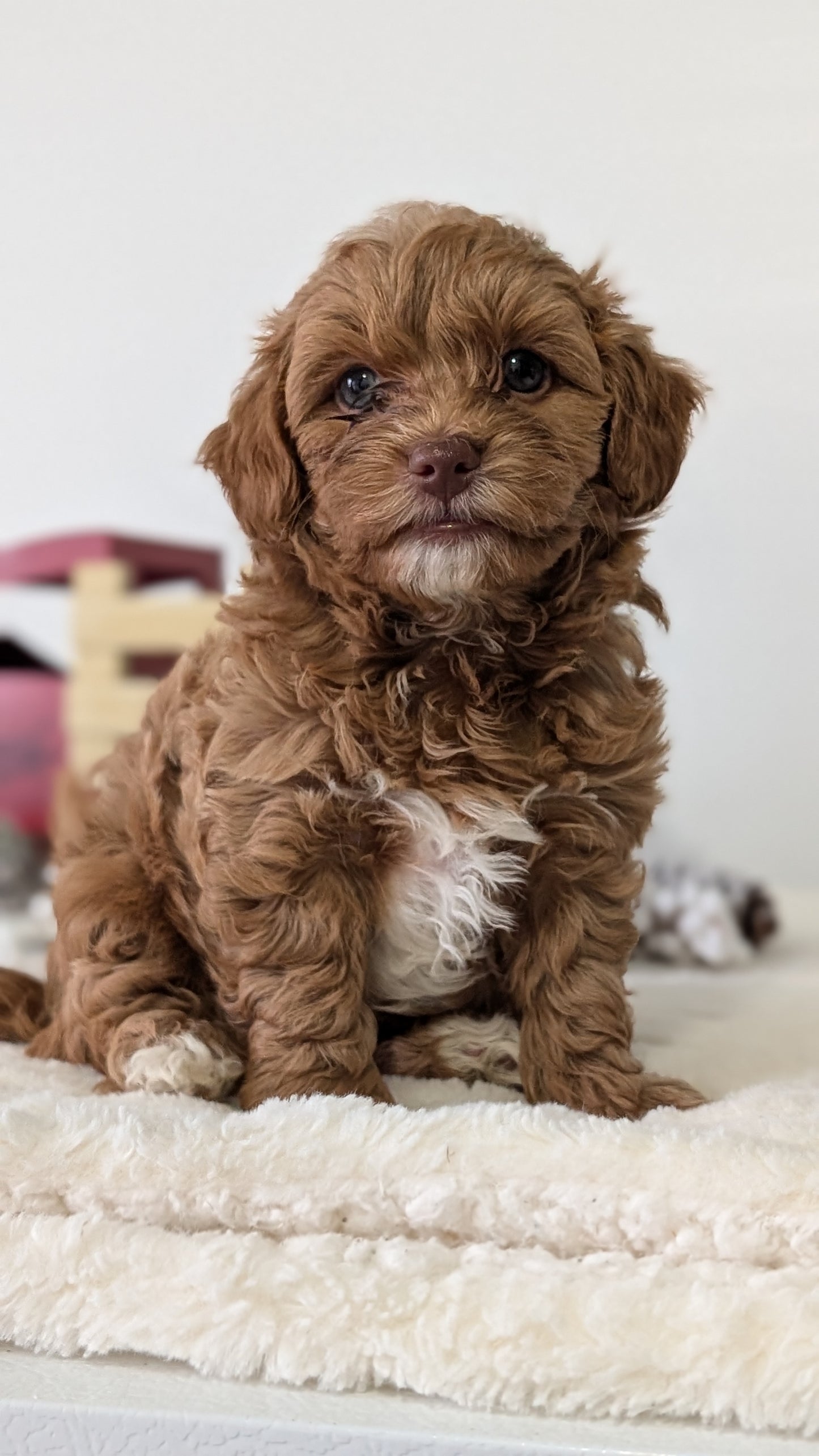 HAVAPOO (NOV 27) MALE