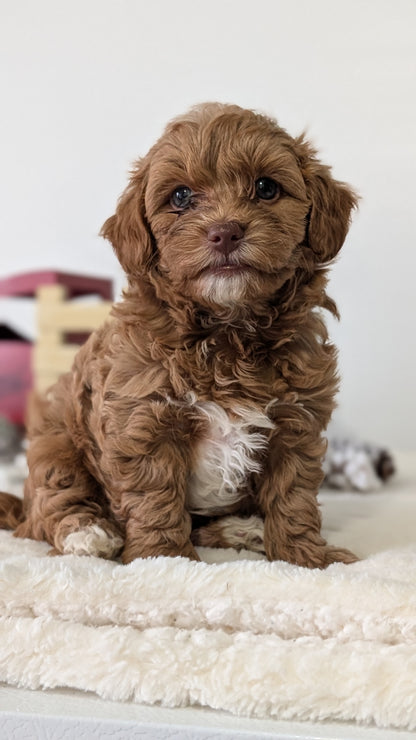 HAVAPOO (NOV 27) MALE