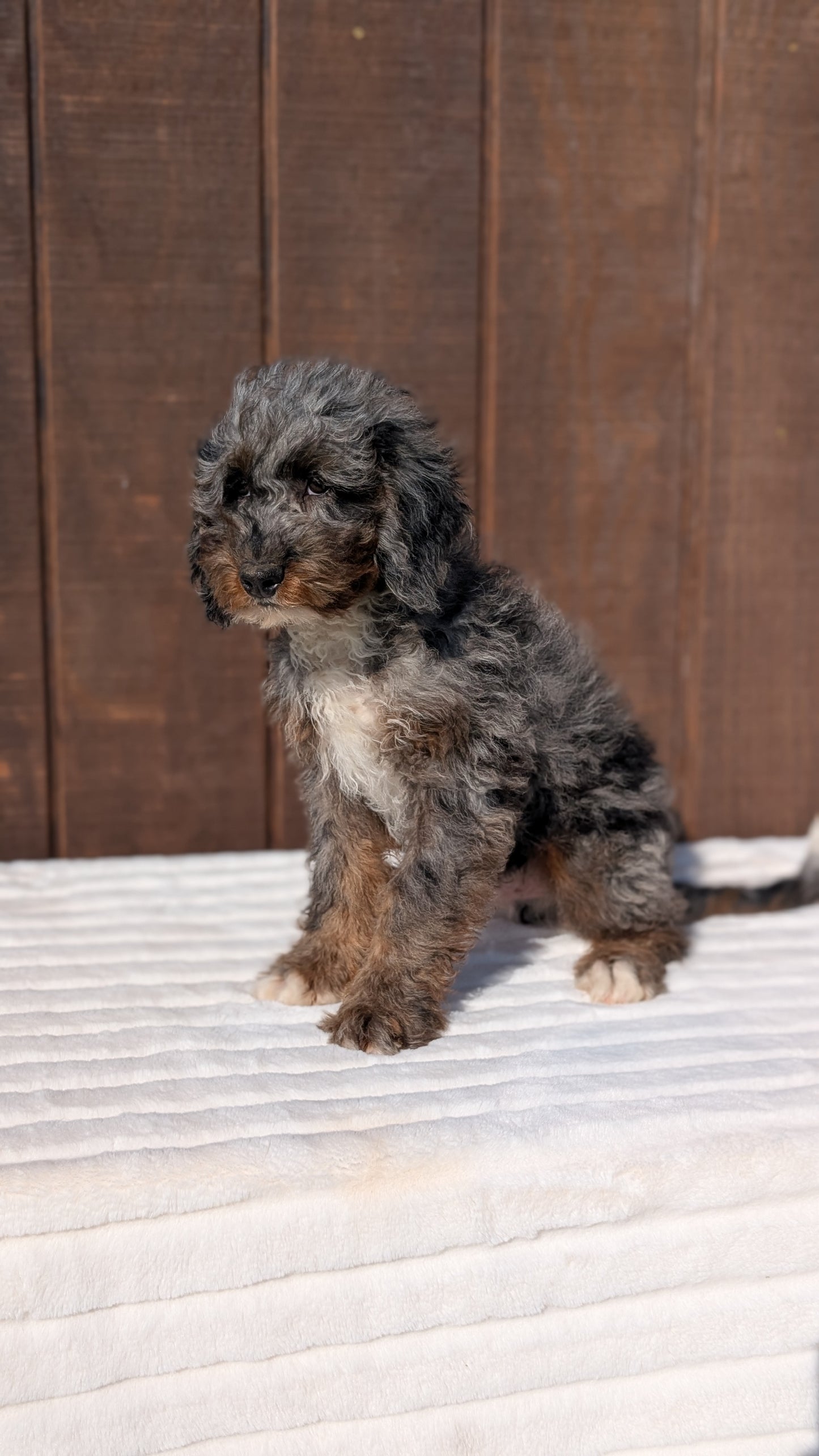 MINI BERNEDOODLE (07/25) MALE