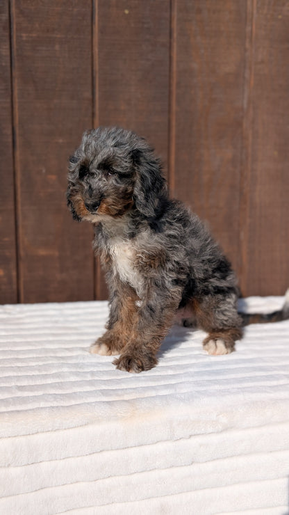 MINI BERNEDOODLE (07/25) MALE