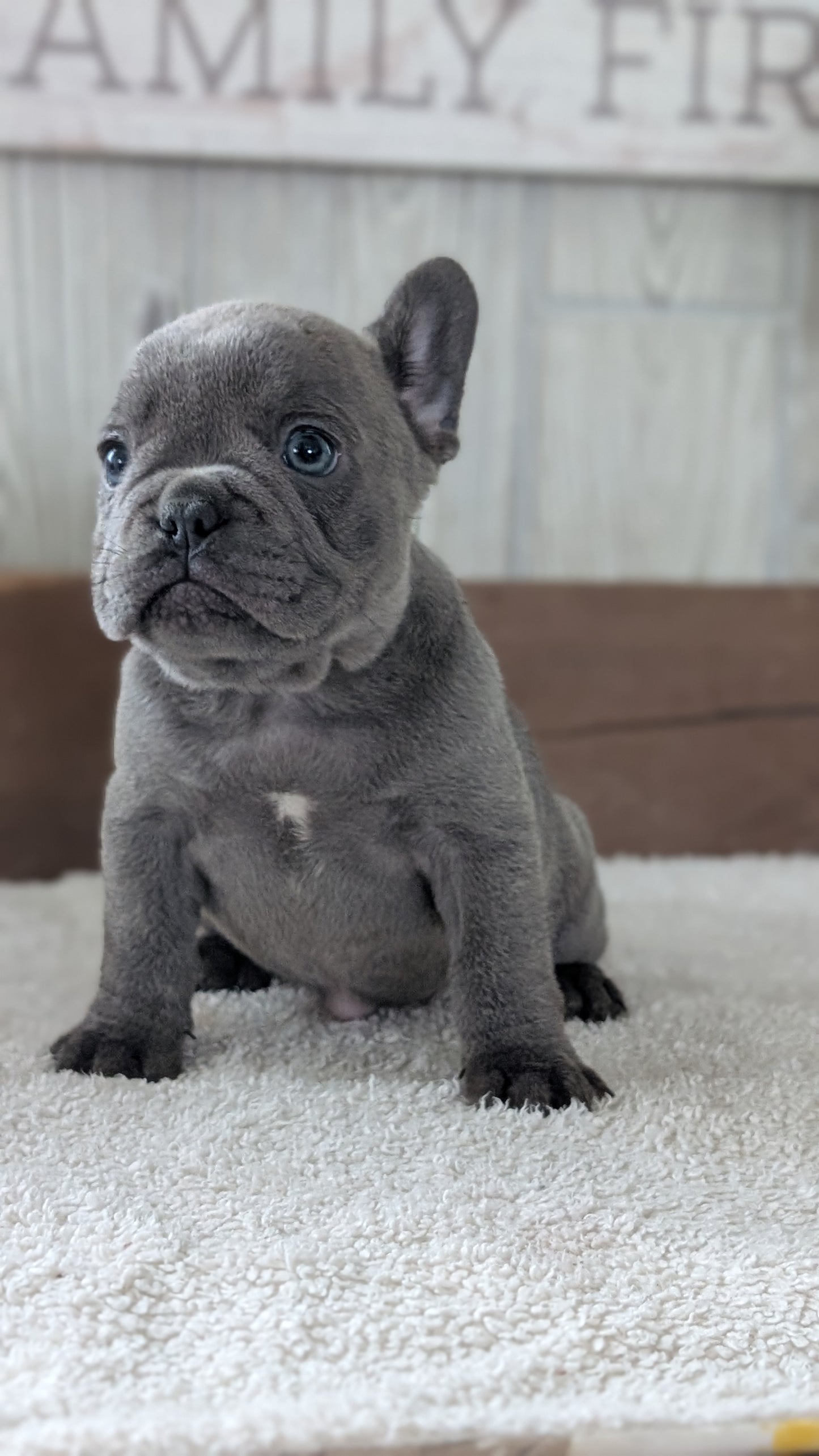 FRENCH BULLDOG (NOV 22) FEMALE