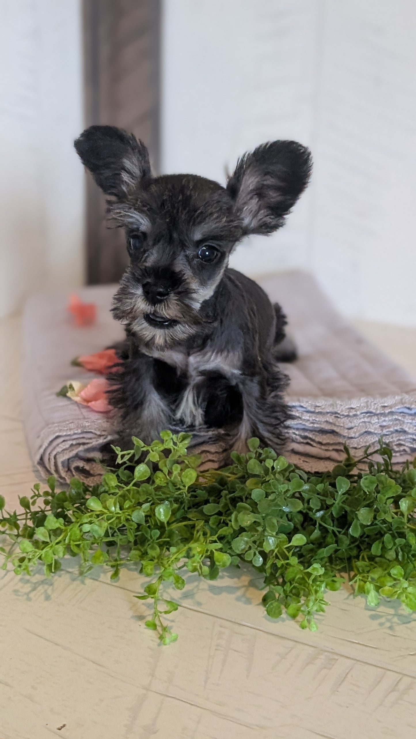 MINI SCHNAUZER (FEB 15) FEMALES