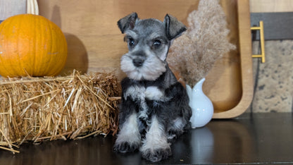 MINI SCHNAUZER (09/11) FEMALE
