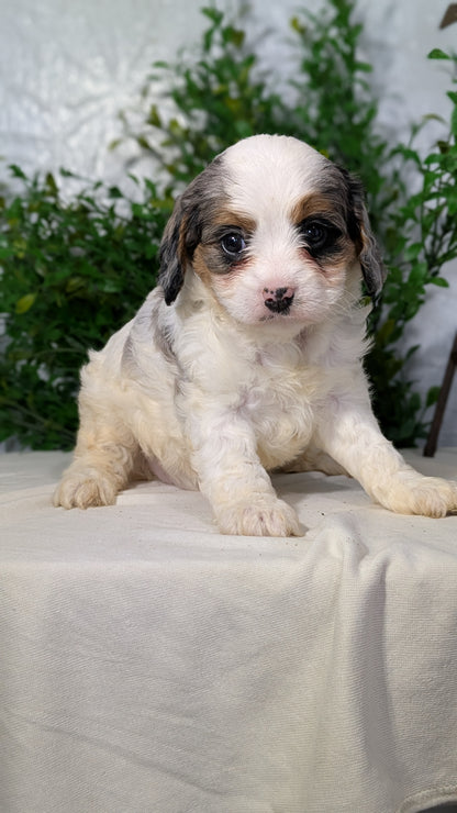CAVAPOO (02/17) FEMALE