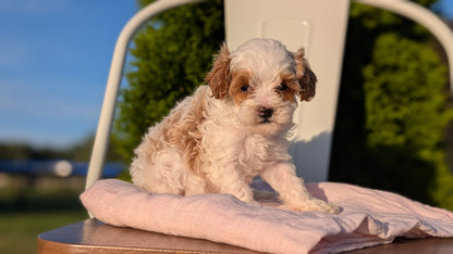 CAVAPOO (MAY 09) FEMALE