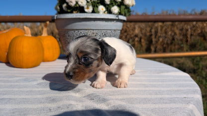MINI DACHSHUND (09/01) MALE