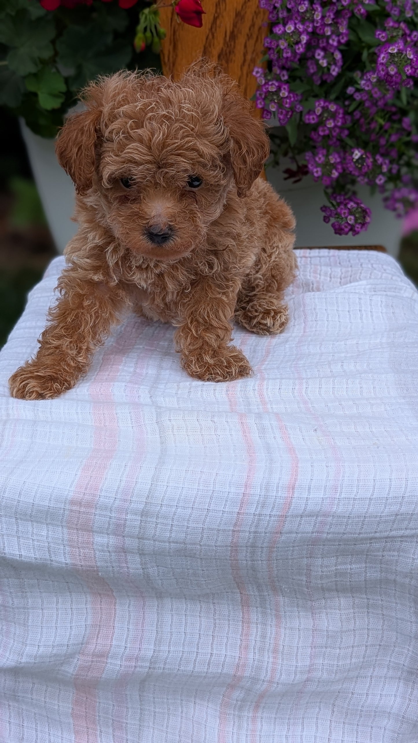 TOY POODLE (JUN 15) MALE