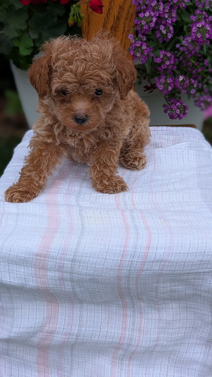 TOY POODLE (JUN 15) MALE