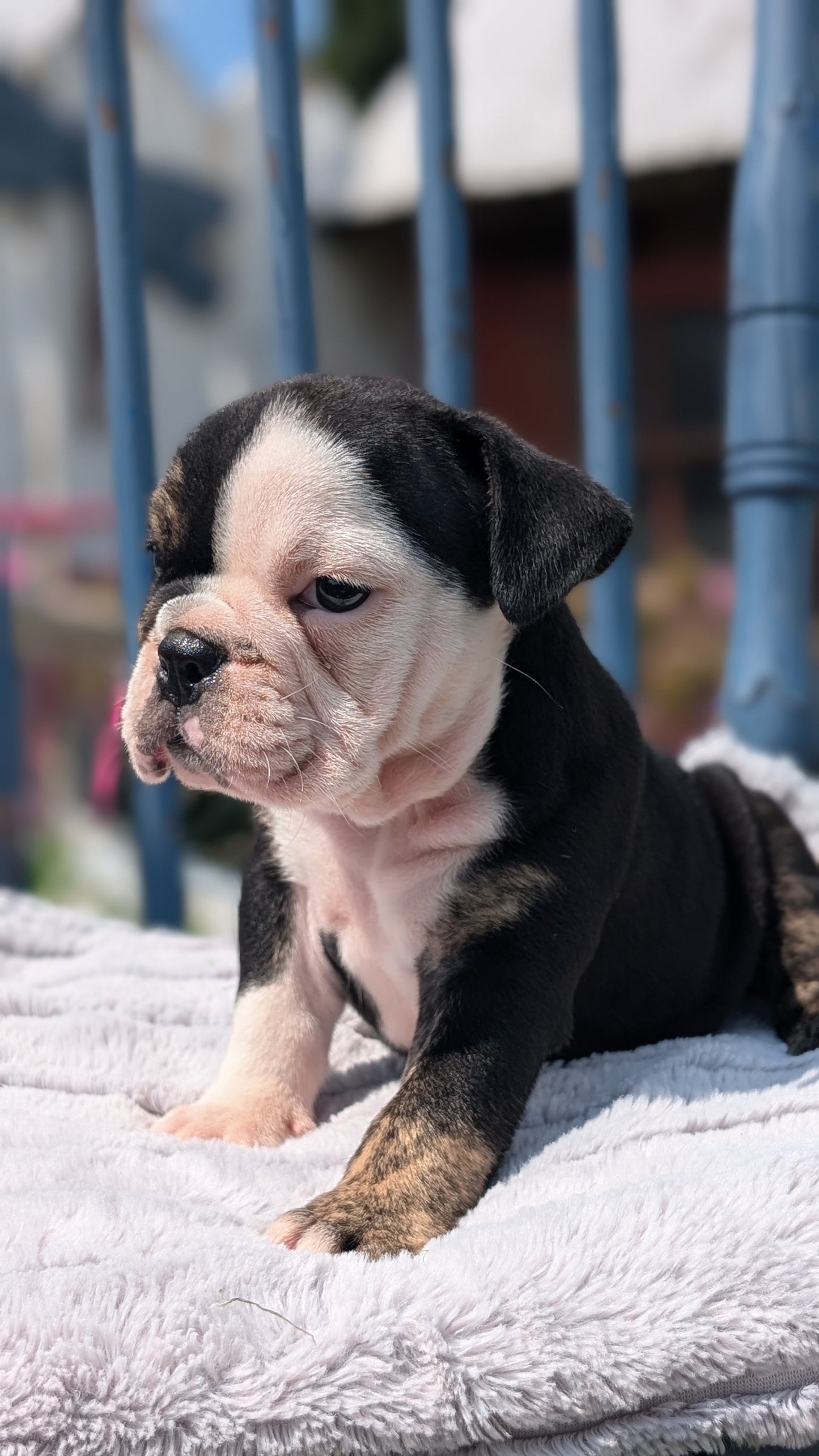 ENGLISH BULLDOG (JUN 29) 1 FEMALE/1 MALE